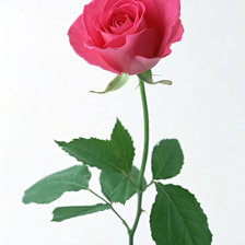 Схема вышивки «алая роза»