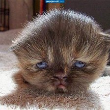 Схема вышивки «Они уснули?..»