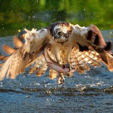 Схема вышивки «Охота? Рыбалка? - Нет, жрать хочу»