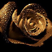 Схема вышивки «Роза»