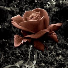 Схема вышивки «Роза»