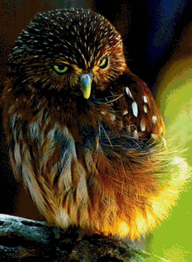 совёнок - картина - предпросмотр