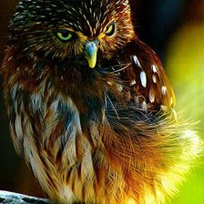 Схема вышивки «совёнок»