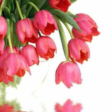 Схема вышивки «тюльпаны»