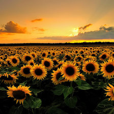 Схема вышивки «подсолнухи»