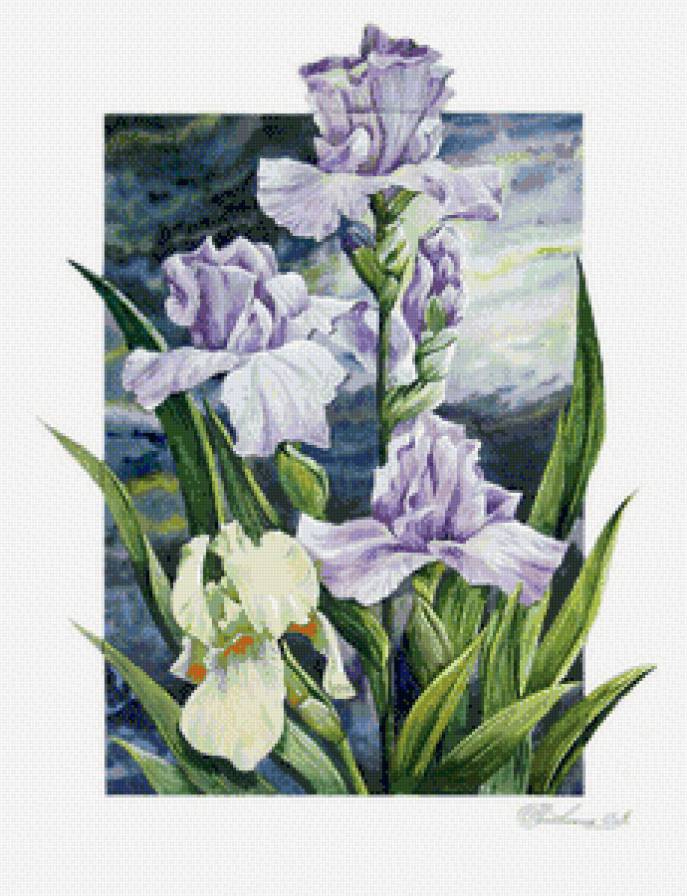 Ирисы - предпросмотр