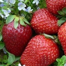 Схема вышивки «№644497»