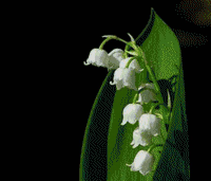 KONWALIE - flor konwalie - предпросмотр