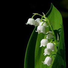 Схема вышивки «KONWALIE»