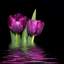 Схема вышивки «TULIPANES MORADOS»