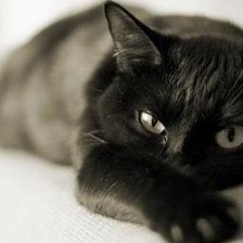 Схема вышивки «Багира»