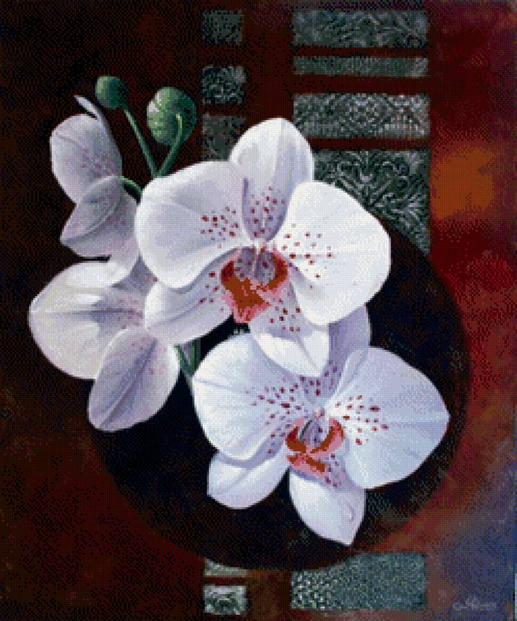 орхидеи - цветы, орхидеи - предпросмотр