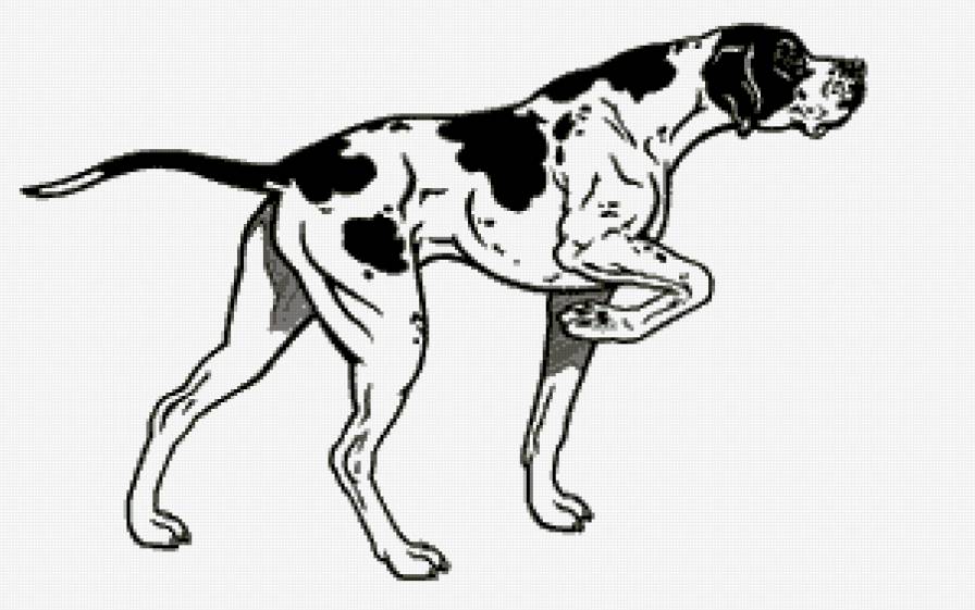 Пойнтер охотник - собака, пойнтер, охота, хобби - предпросмотр