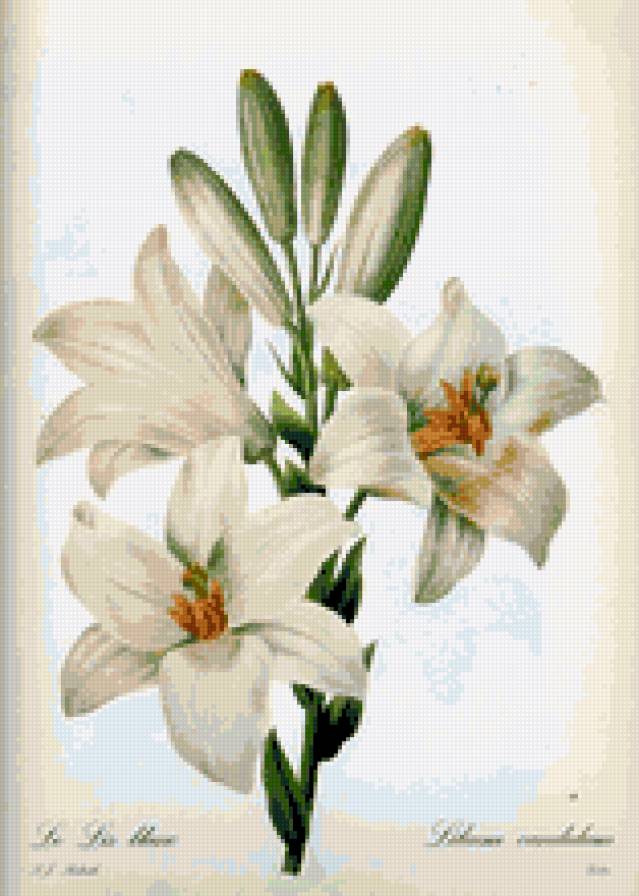 №644932 - предпросмотр