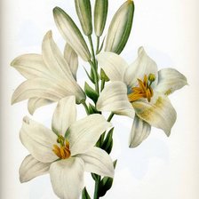 Схема вышивки «№644932»