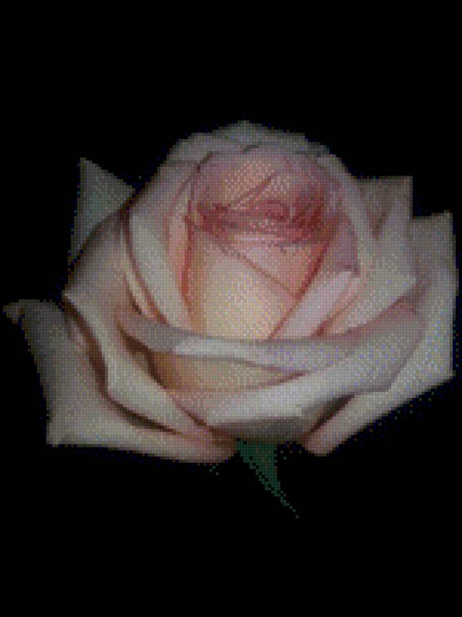 Розочка - предпросмотр