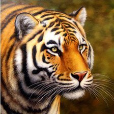 Схема вышивки «тигр»