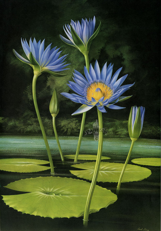 Водяная лилия - река, цветы - оригинал