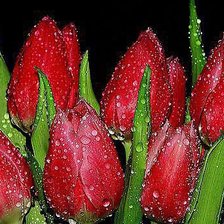 Схема вышивки «№645293»