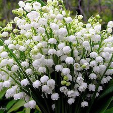 Схема вышивки «№645300»