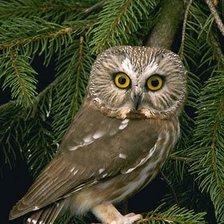 Схема вышивки «Сова»