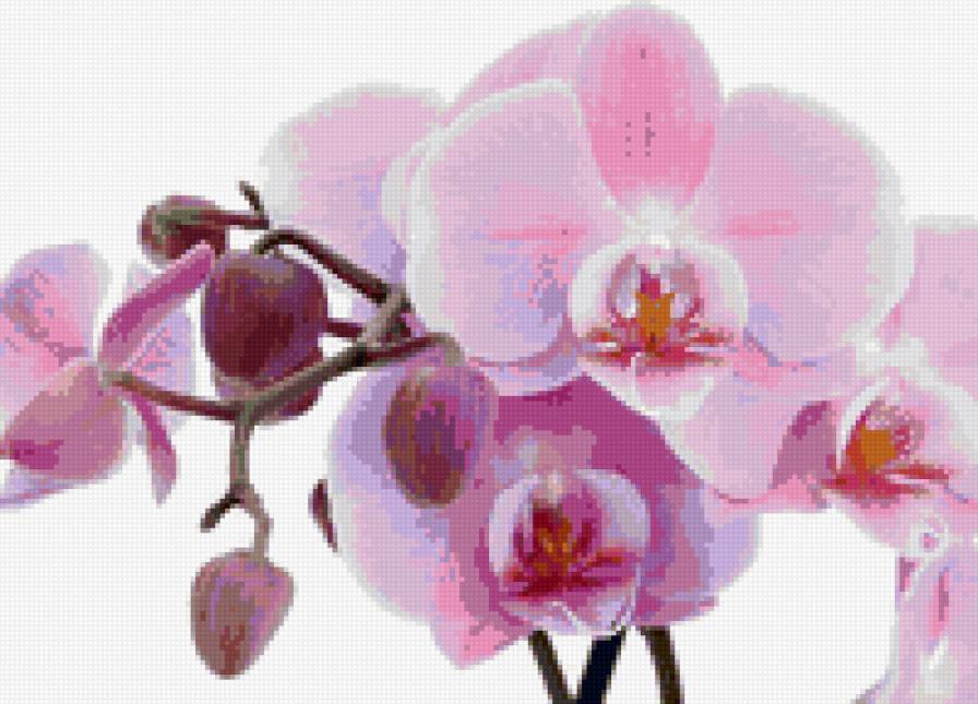 Орхидея - орхидеи, цветы - предпросмотр