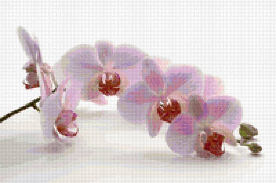 орхидея2 - цветы, орхидея, цветок - предпросмотр