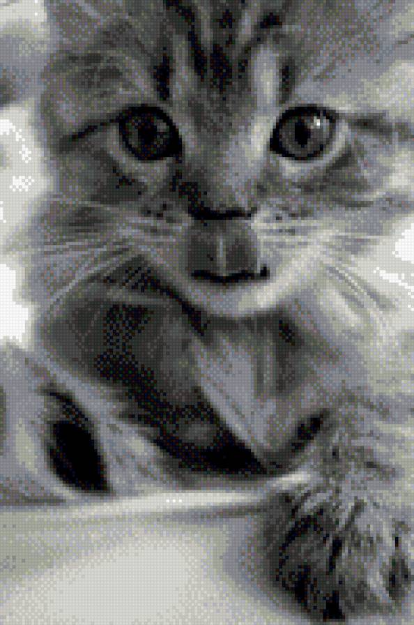 котёнок с язычком 2 - котенок, кошки - предпросмотр