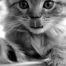 котёнок с язычком 2