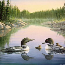 Утки на пруду