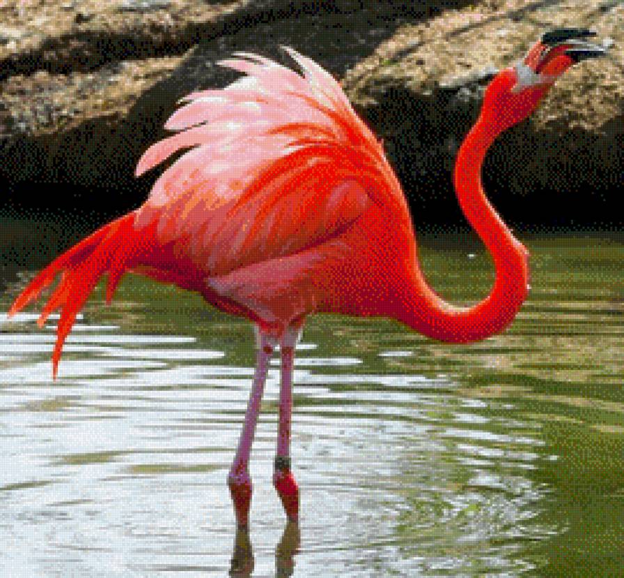 Фламинго - предпросмотр