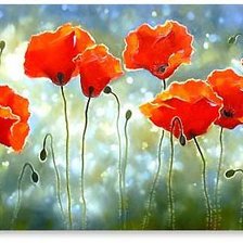 poppies
