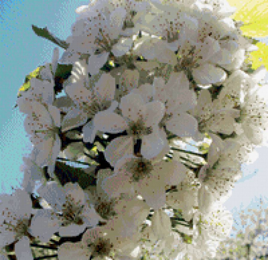 Цветущая черешня - ветка - предпросмотр