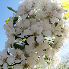 Схема вышивки «Цветущая черешня»