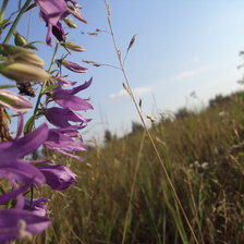 Схема вышивки «Колокольчик»