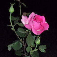 Схема вышивки «Роза»