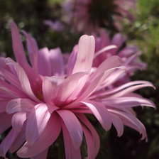 Схема вышивки «Астра»