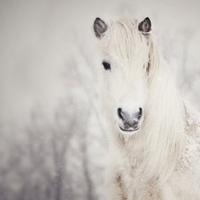 Схема вышивки «Лошадь»