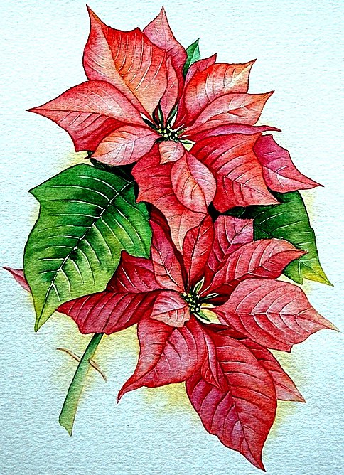 Пуансетия - оригинал