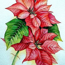 Схема вышивки «Пуансетия»