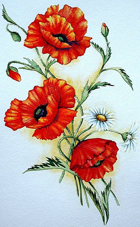 Маки - оригинал