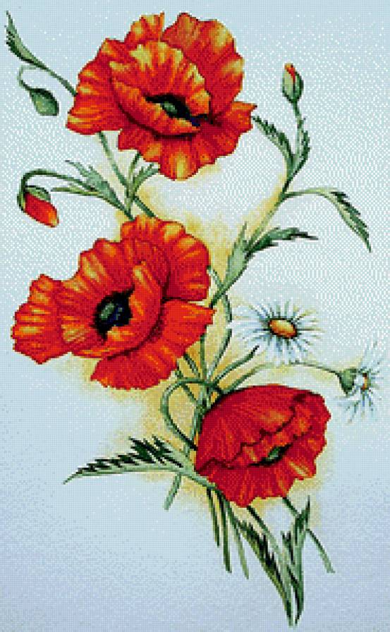 Маки - предпросмотр