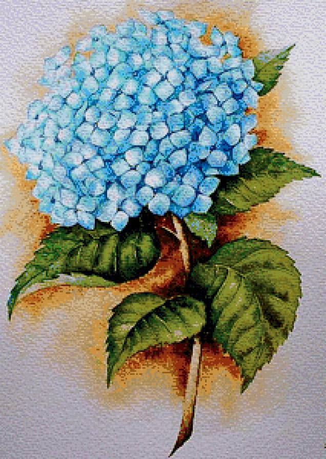 Гортензия - предпросмотр