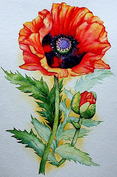 Мак - оригинал