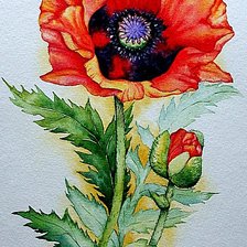 Схема вышивки «Мак»