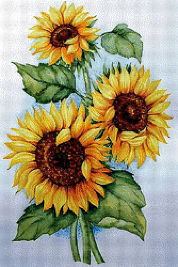 Подсолнух - предпросмотр