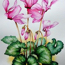 Схема вышивки «Цикламен»