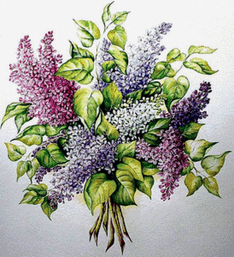 Сирень - предпросмотр