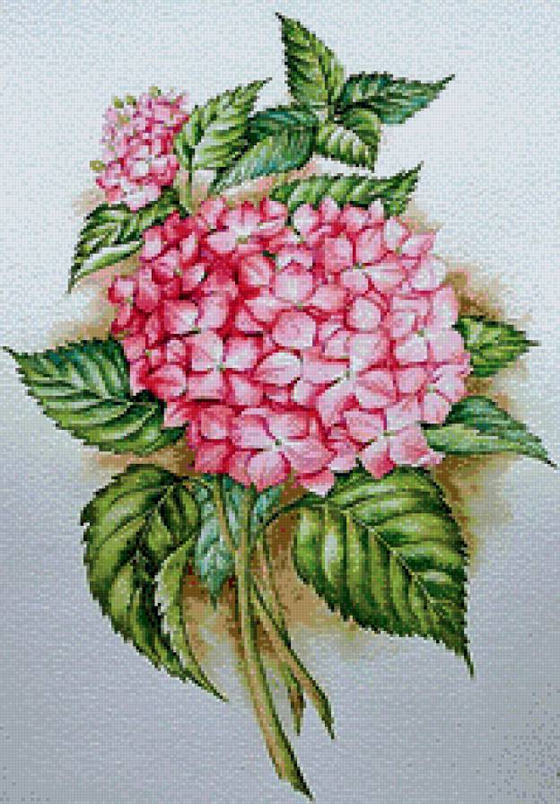 Гортензия - предпросмотр