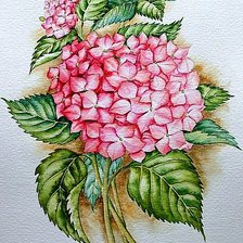 Схема вышивки «Гортензия»